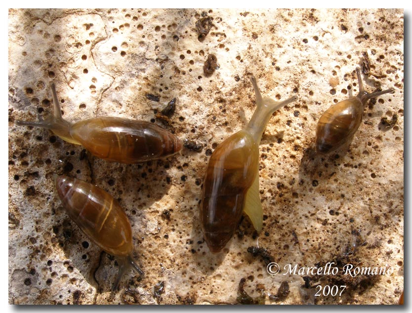 Ferussacia  folliculus (Gmelin, 1791) a Segesta (TP)